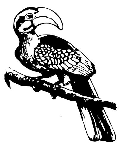 A b-w Horn bill bird from Africa clipart
