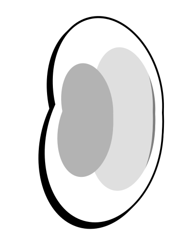 A bean clipart