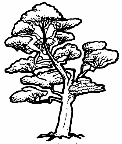 A Beech Tree in New Zealand clipart