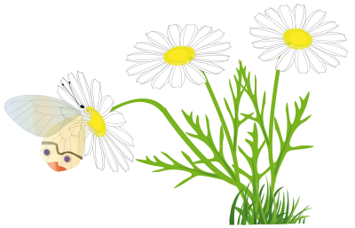 A butterfly on a daisy clipart