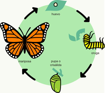 A butterfly's lifecycle clipart