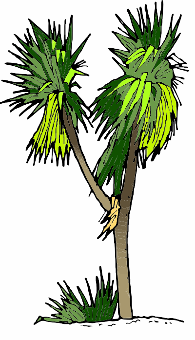 A Cabbage Tree clipart