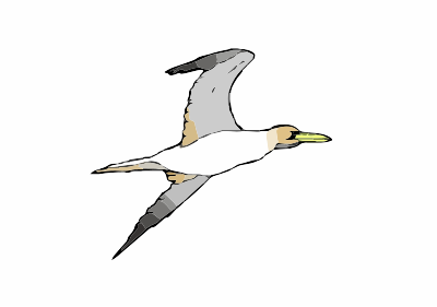 A Gannet clipart