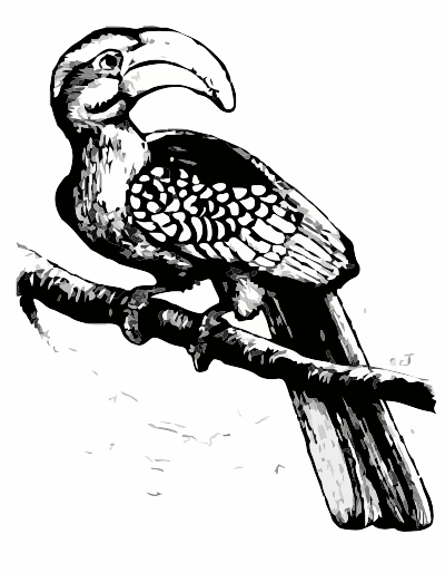 A Hornbill clipart