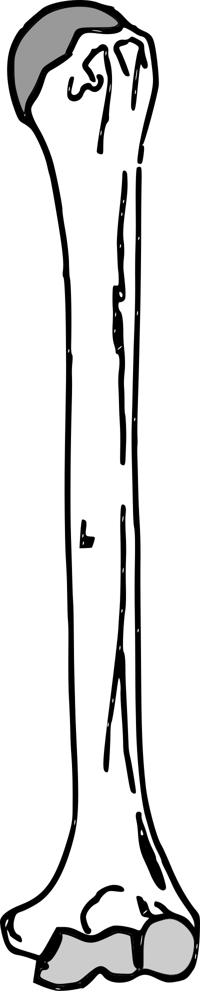 A human Humerus Arm bone clipart