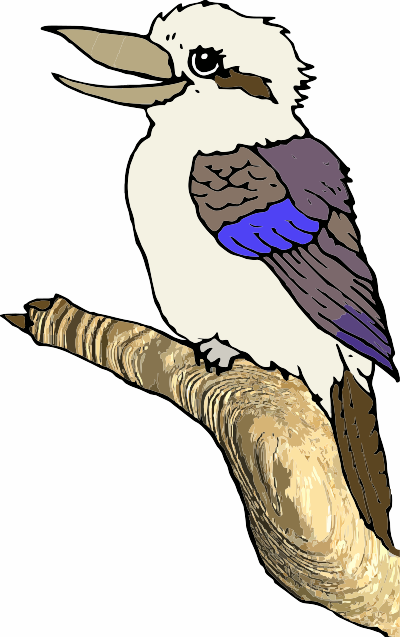 A Kookaburra Bird clipart