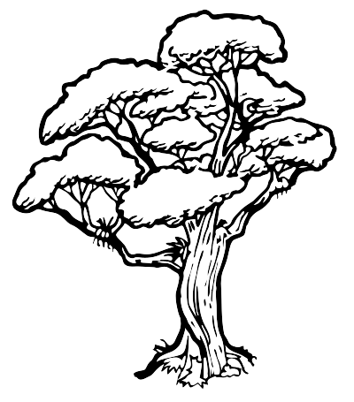 A Native Rata tree in New Zealand clipart