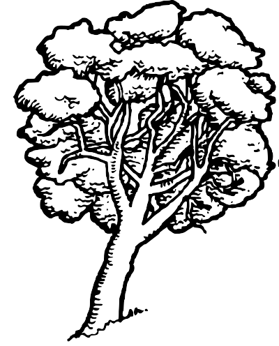 A Native Tree in New Zealand clipart