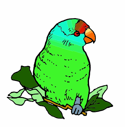 A Parakeet bIrd from Australia clipart