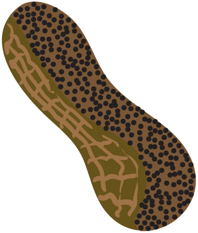 A peanut clipart