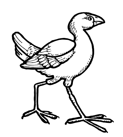 A Pukaka Water Bird in New Zealand clipart
