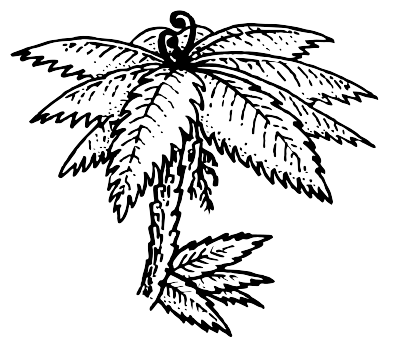 A Punga Fern in New Zealand clipart
