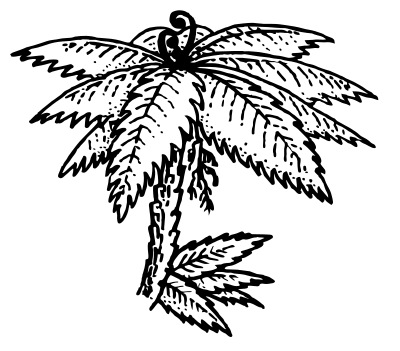 A Punga Fern Tree clipart