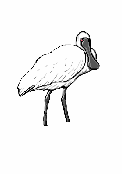 A Spoonbill water bird clipart