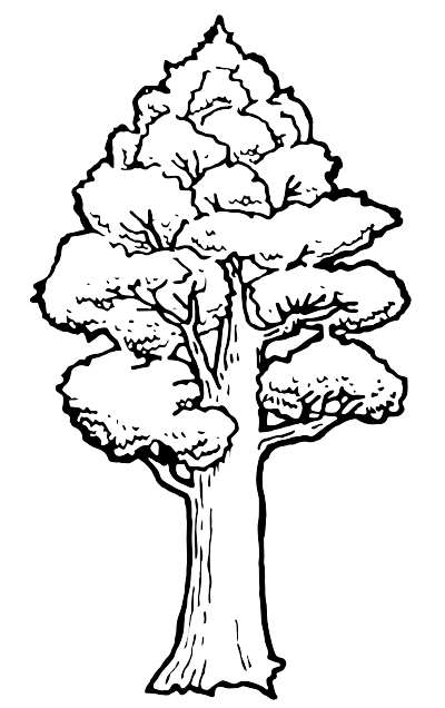A Totara native tree clipart