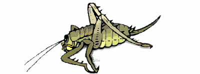 A Weta insect from New Zealand clipart