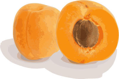 Abricots (coupe et entier) clipart