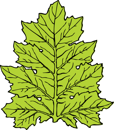 Acanthus leaf clipart