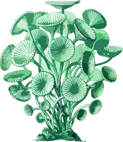 Acetabularia (low resolution) clipart