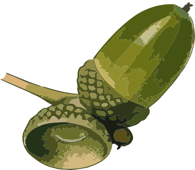 Acorn 3 (low resolution) clipart