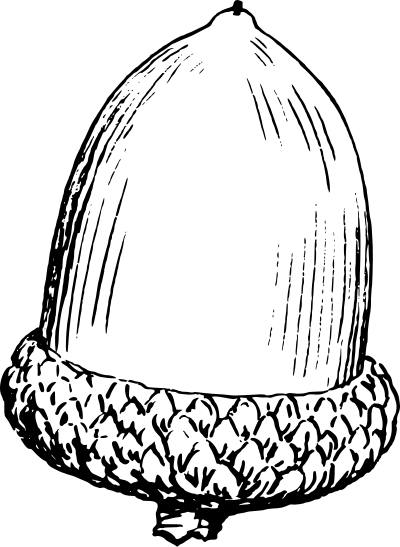 Acorn 7 clipart