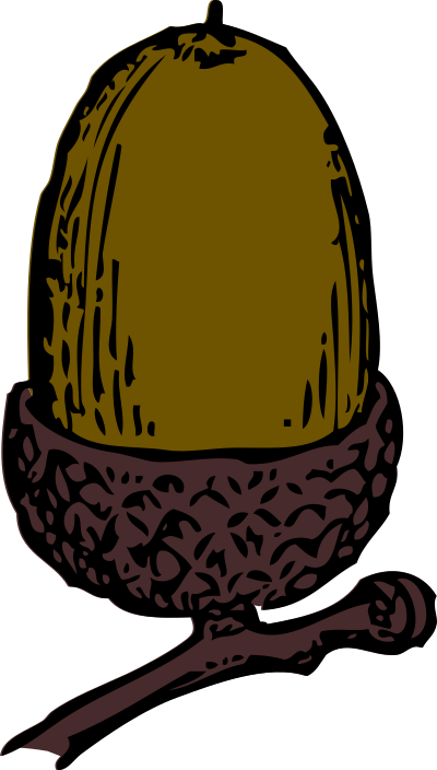 Acorn - color clipart