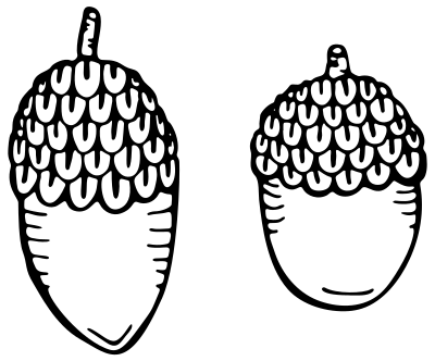 Acorns Line Art clipart