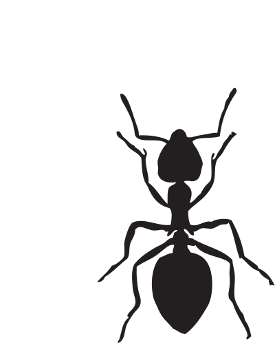 Acrobat ant clipart
