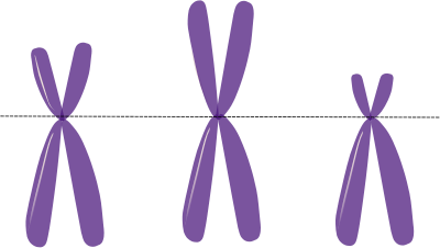 Acrocentric chromosomes clipart