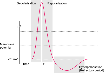 Action potential clipart