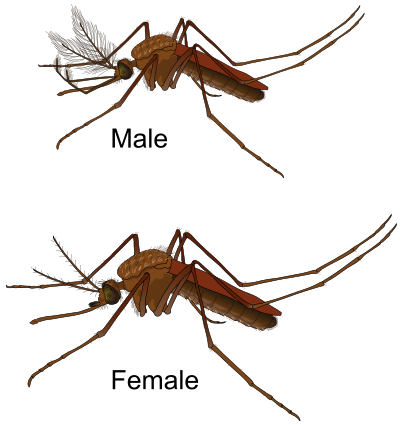 Aedes Mosquito Male and Female clipart
