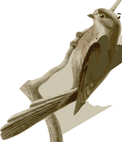 Aegithalos-caudatus-vinaceus clipart