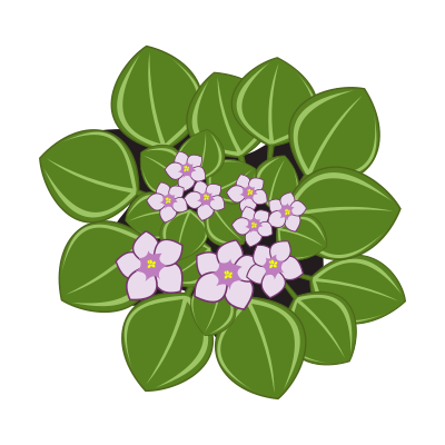 African violets clipart