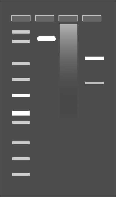 Agarose Gel clipart