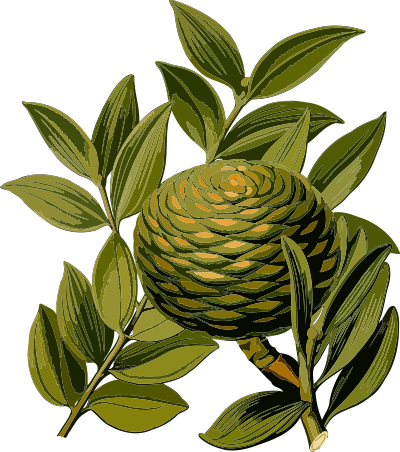 Agathis Dammara (low resolution) clipart