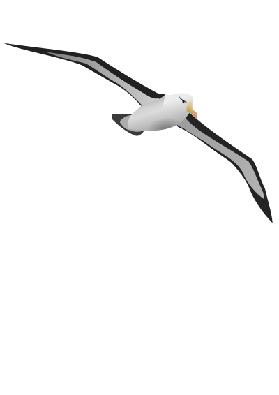 Albatros clipart