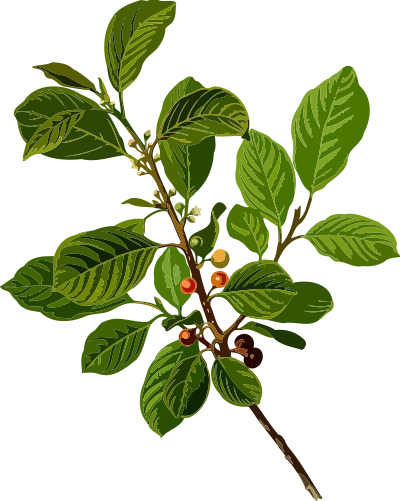 Alder buckthorn (low resolution) clipart