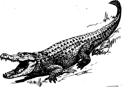 Alligator clipart