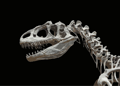 Allosaurus fragilis moulage MNHN paleontologie 1 clipart