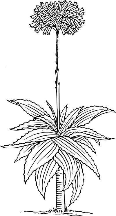 Aloe 2 clipart