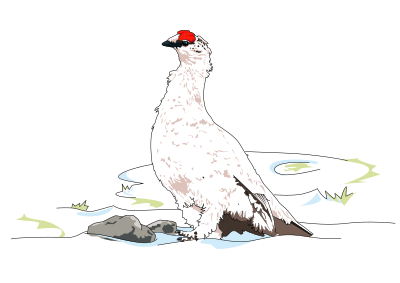 Alpine Ptarmigan clipart
