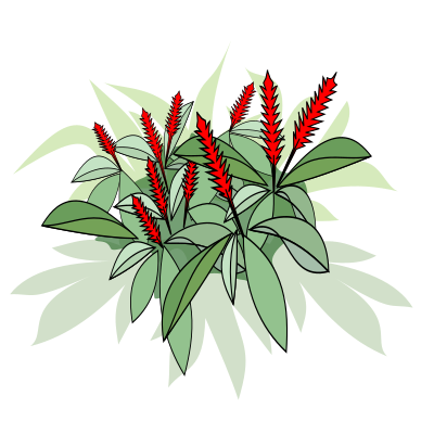 Alpinia Purpurata clipart