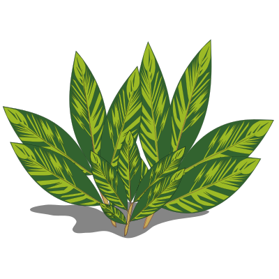 Alpinia Variegata clipart