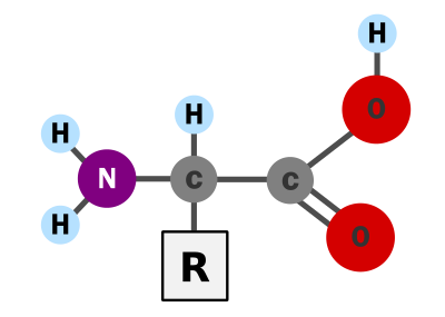 Amino acid clipart