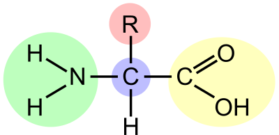 Amino acid (highlight) clipart