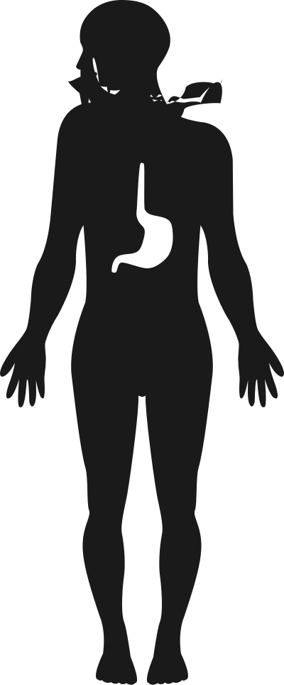 Anatomy2 clipart