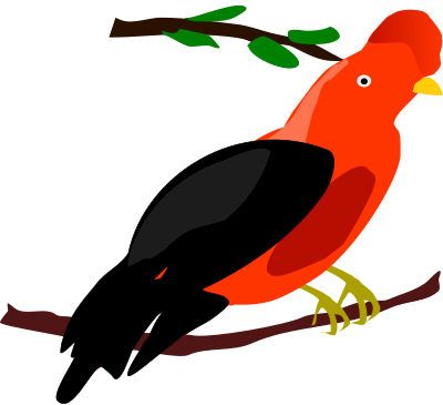 Andean Cock-of-the-rock clipart