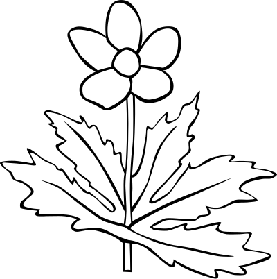 Anemone Canadensis Flower Outline clipart