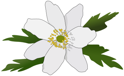 Anemone Nemorosa clipart