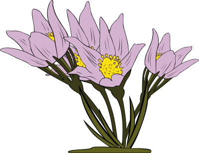 Anemone Patens clipart